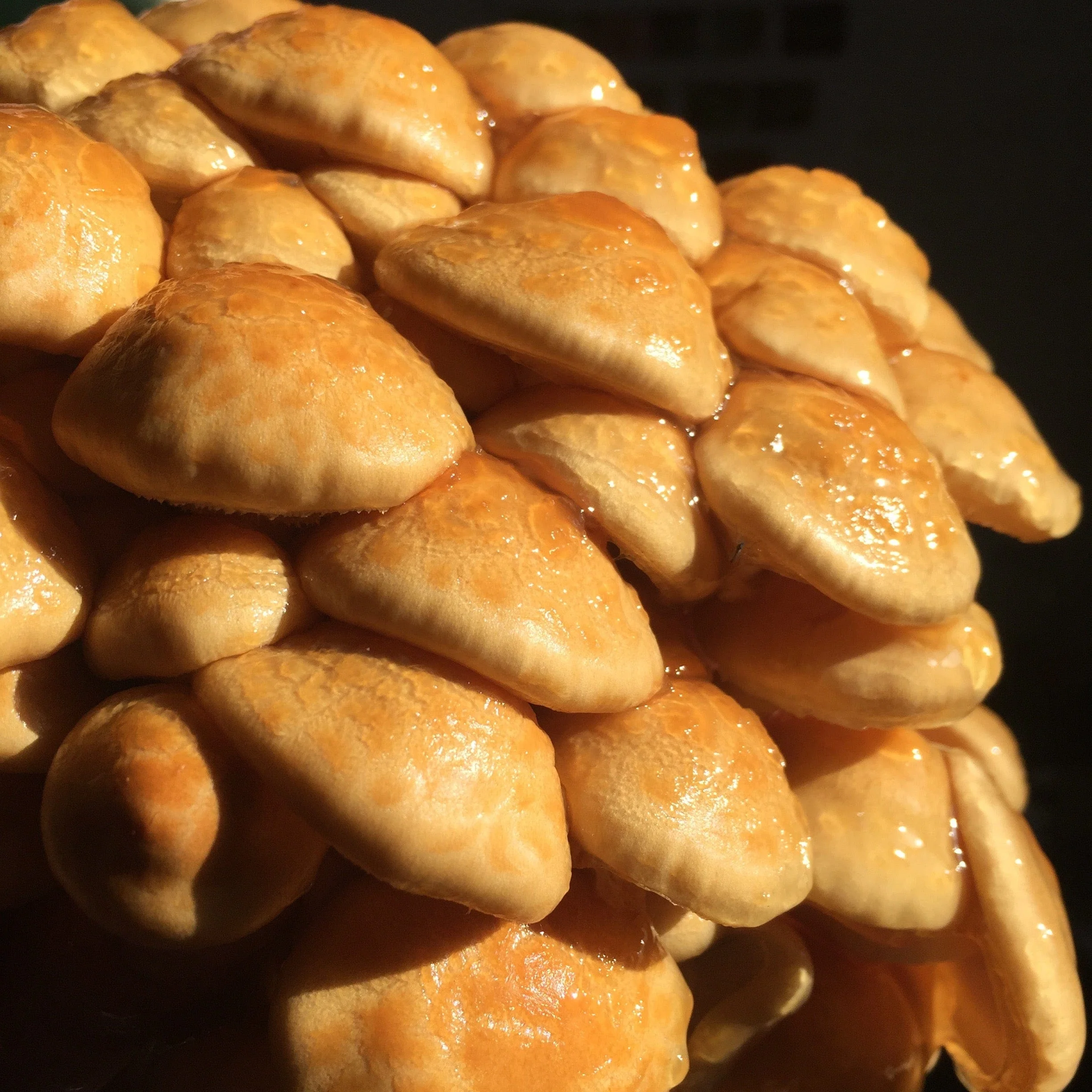 Organic Nameko Mushroom Grain Spawn - Image 4