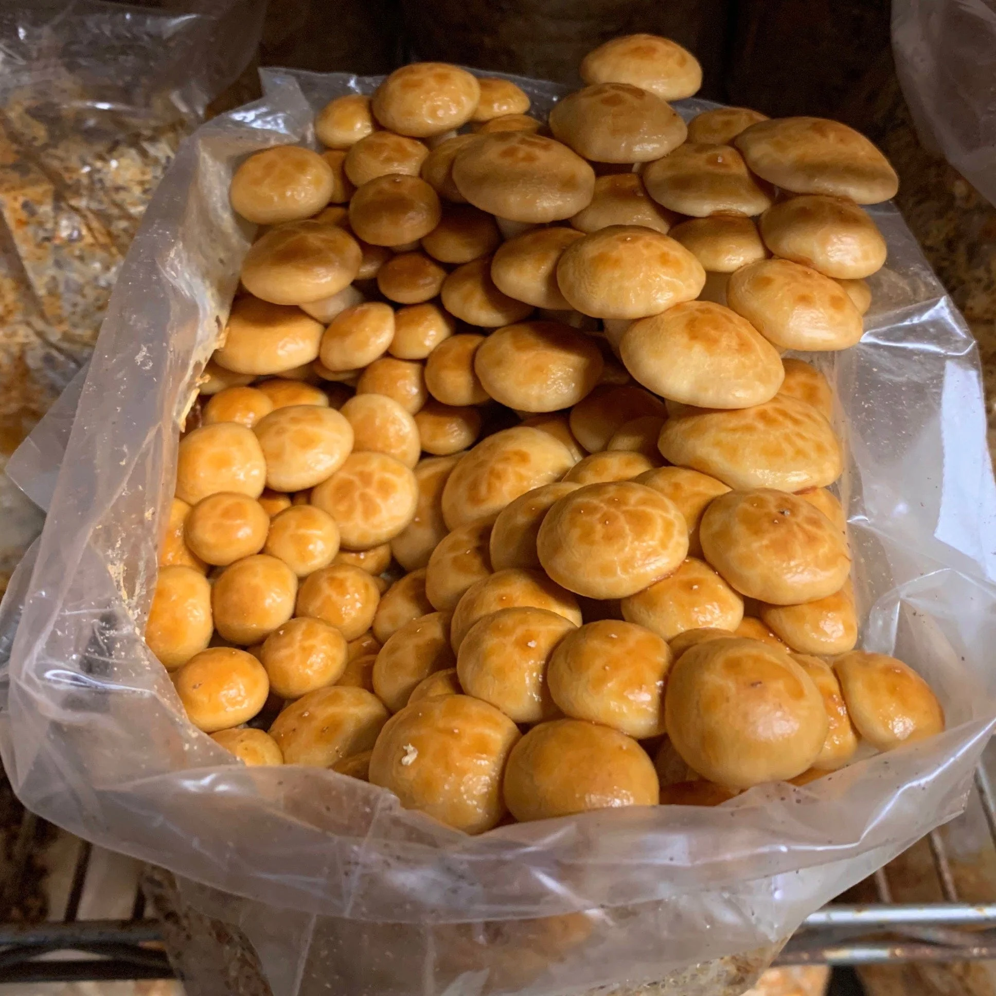 Organic Nameko Mushroom Grain Spawn - Image 5