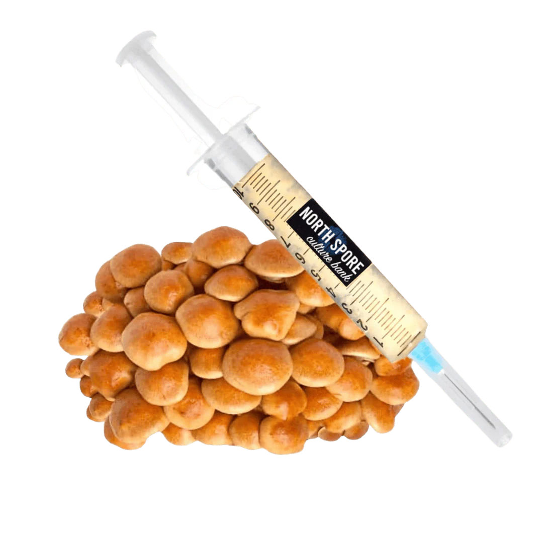 Organic Nameko Mushroom Liquid Culture Syringe