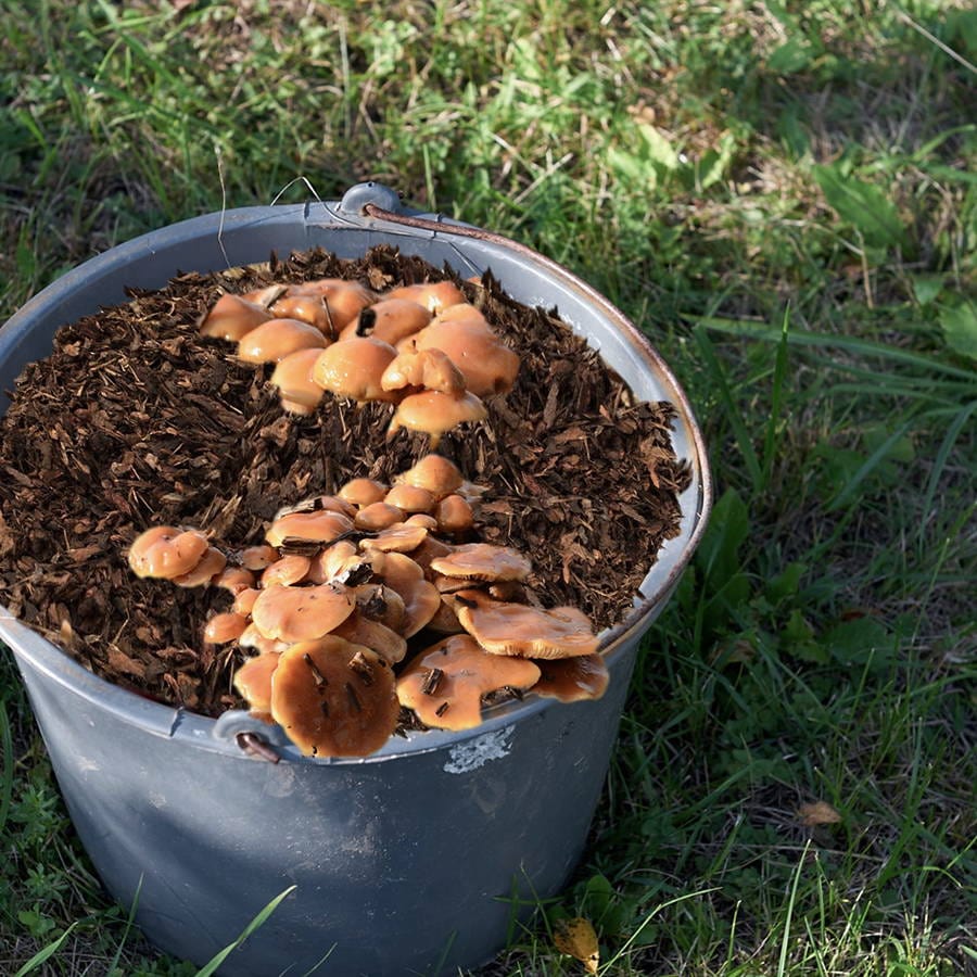Organic Nameko Mushroom Sawdust Spawn - Image 3