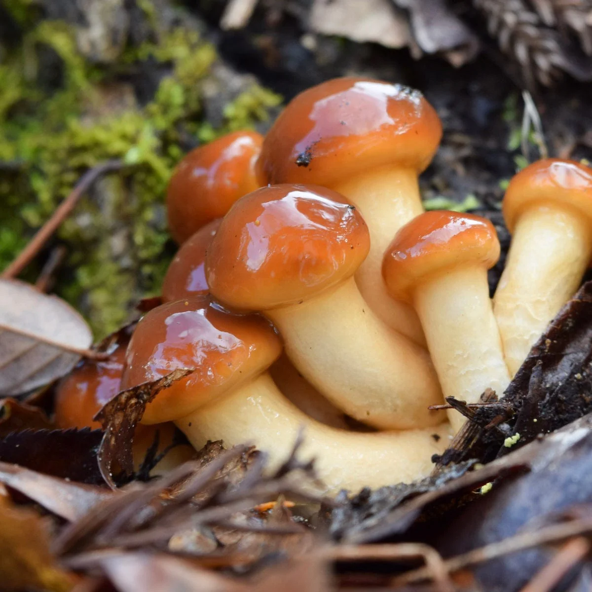 Organic Nameko Mushroom Log Kit - Image 2