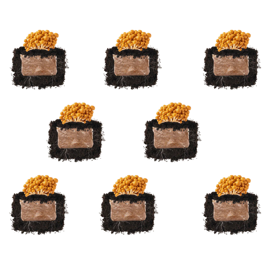 Nameko 'Plant & Grow' Mushroom Starter Block - Image 4