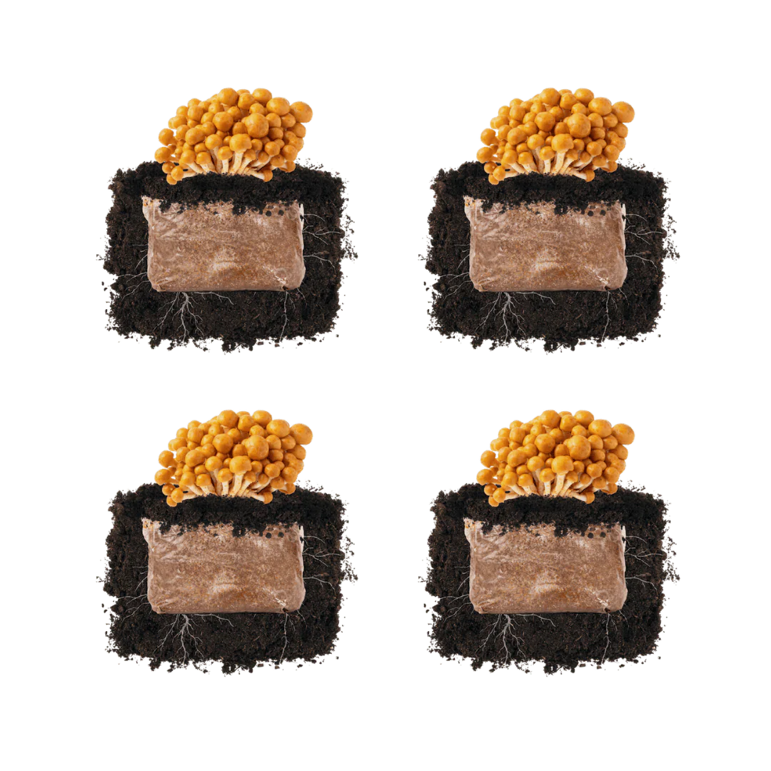 Nameko 'Plant & Grow' Mushroom Starter Block - Image 5
