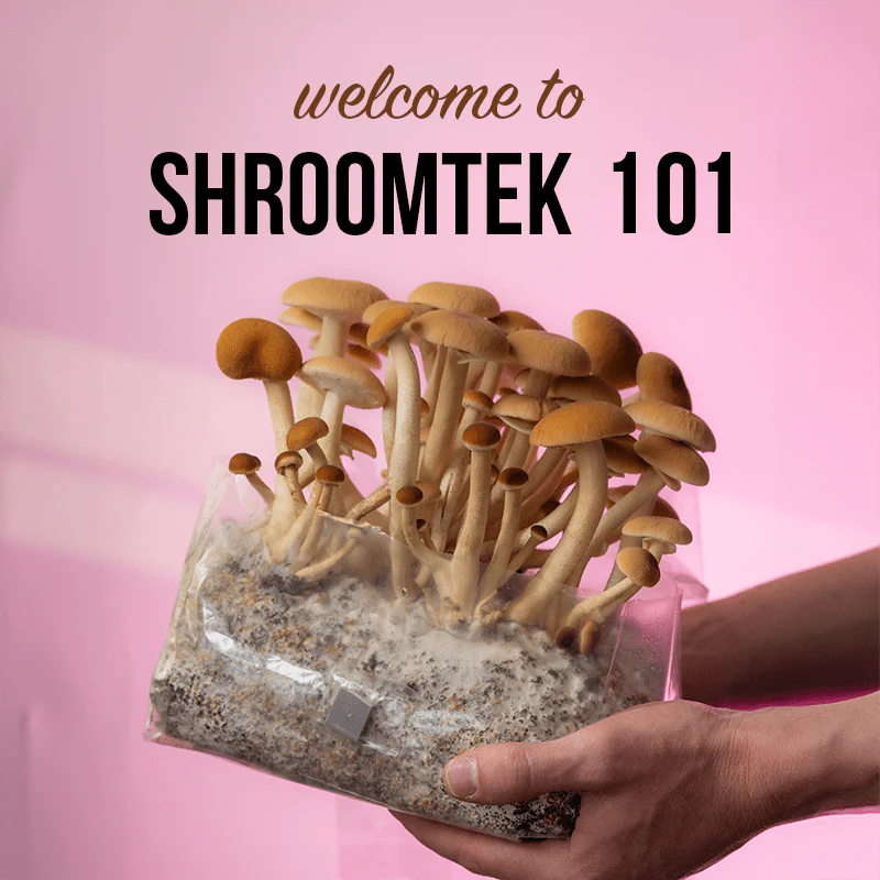 Online Class: ShroomTek Workshop | Growing Mushrooms in Bags