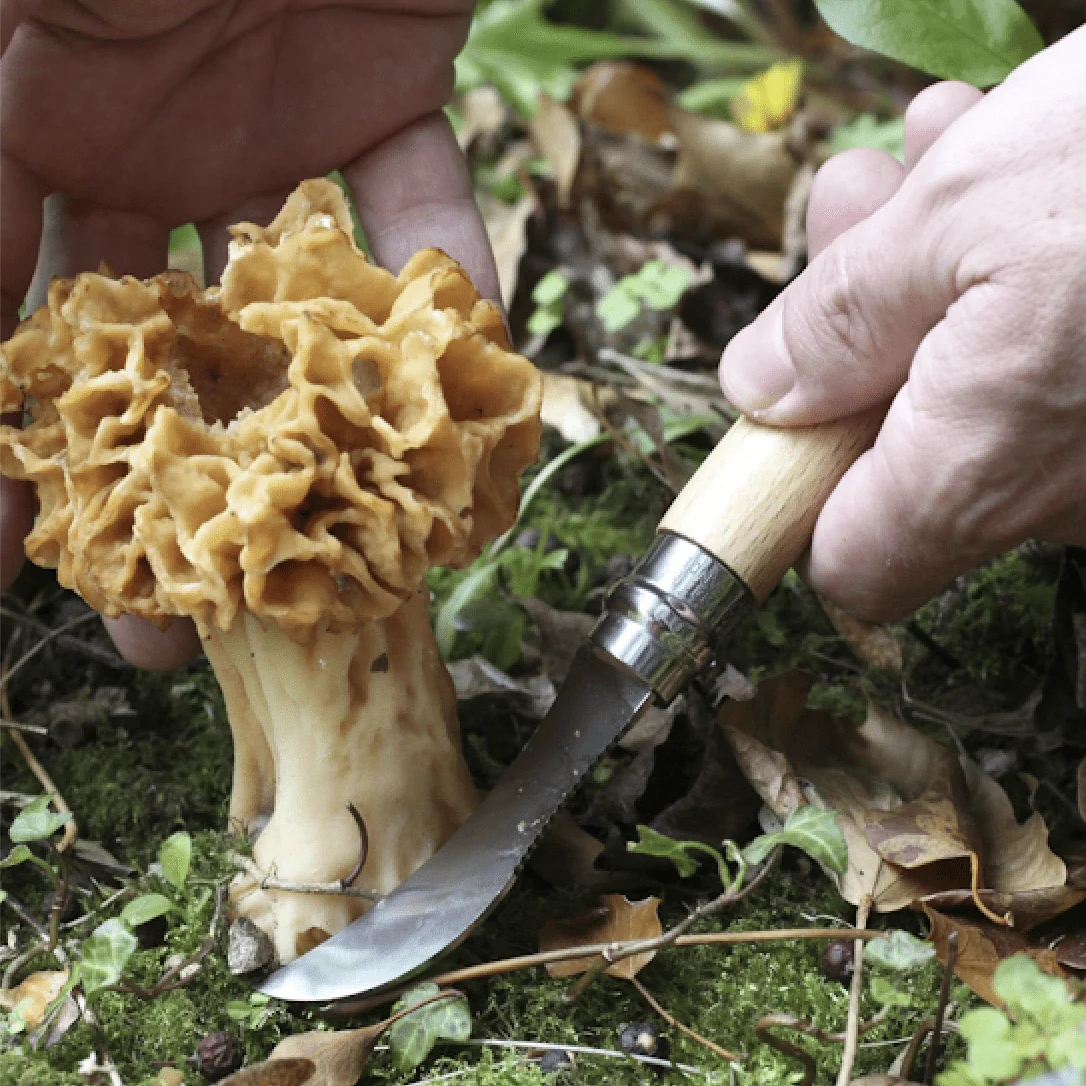 Opinel No. 8 Mushroom Foraging & Harvesting Knife - Image 4