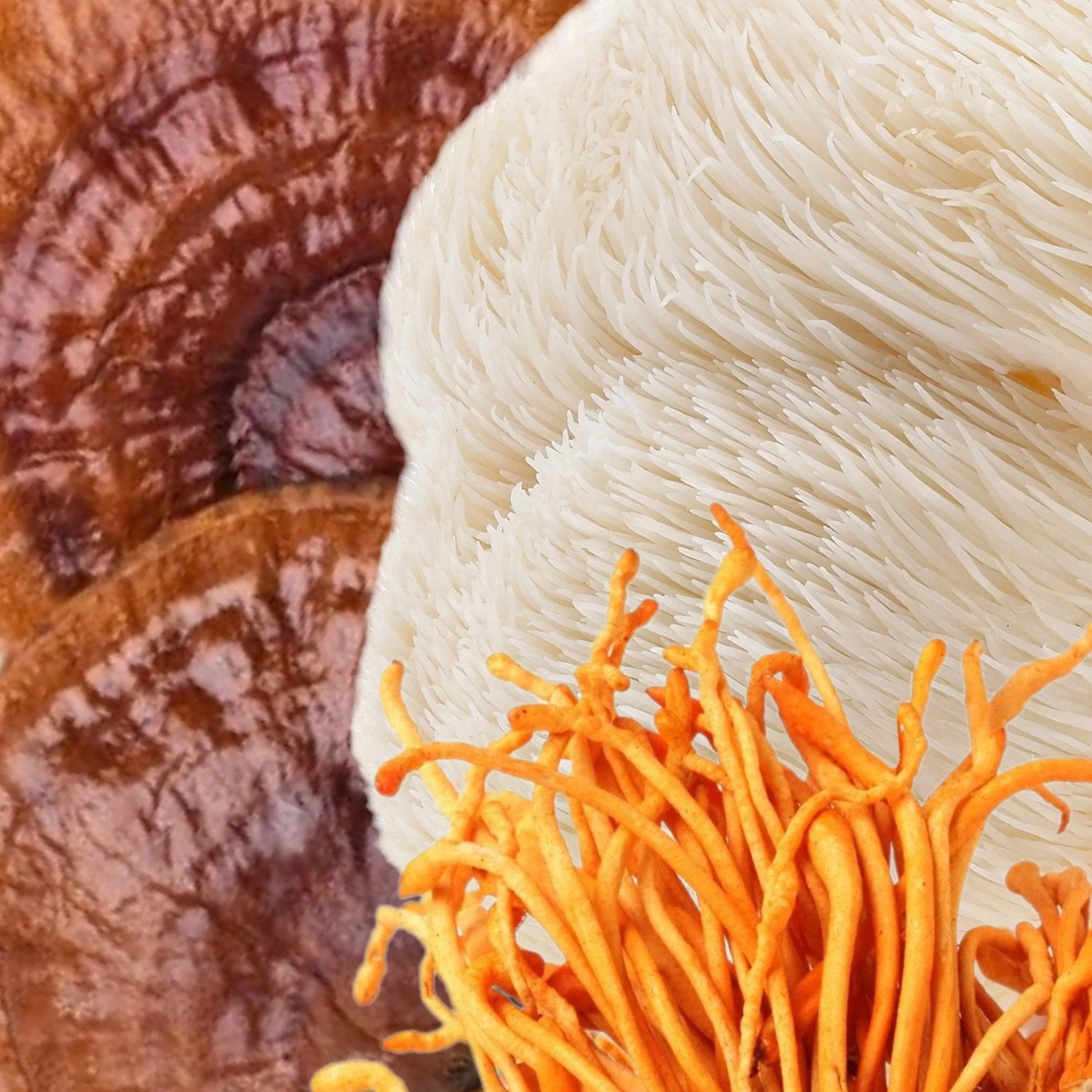 Organic ‘Clarity’ Mushroom Capsules (High Potency) - Image 4