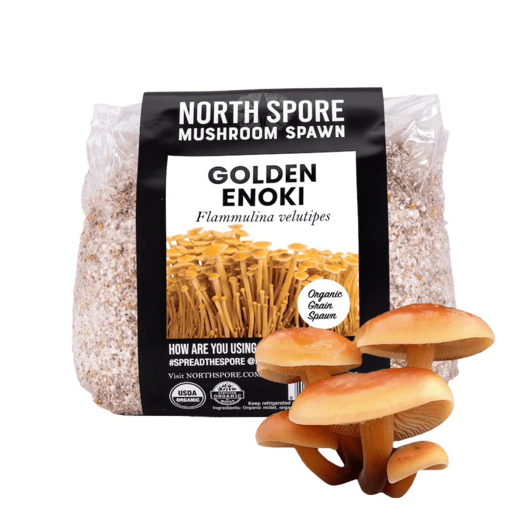 Organic Golden Enoki Mushroom Grain Spawn - Image 3