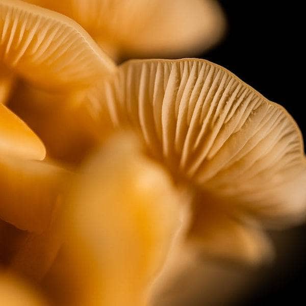 Organic Golden Enoki Mushroom Grow Kit Fruiting Block - Image 2