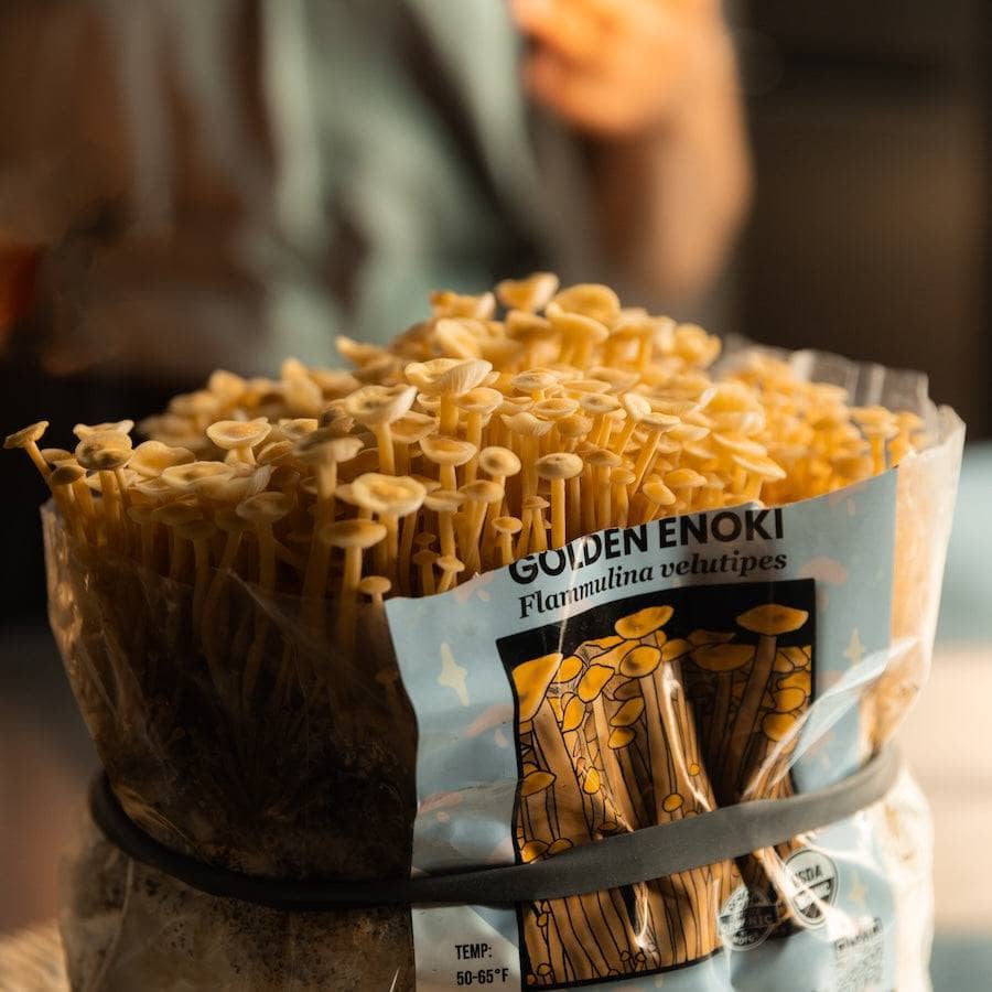 Organic Golden Enoki Mushroom Grow Kit Fruiting Block - Image 3