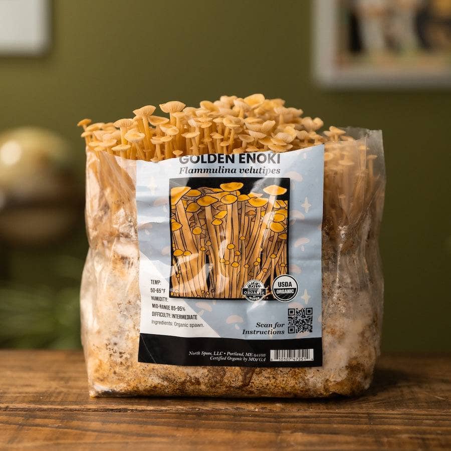 Organic Golden Enoki Mushroom Grow Kit Fruiting Block - Image 4