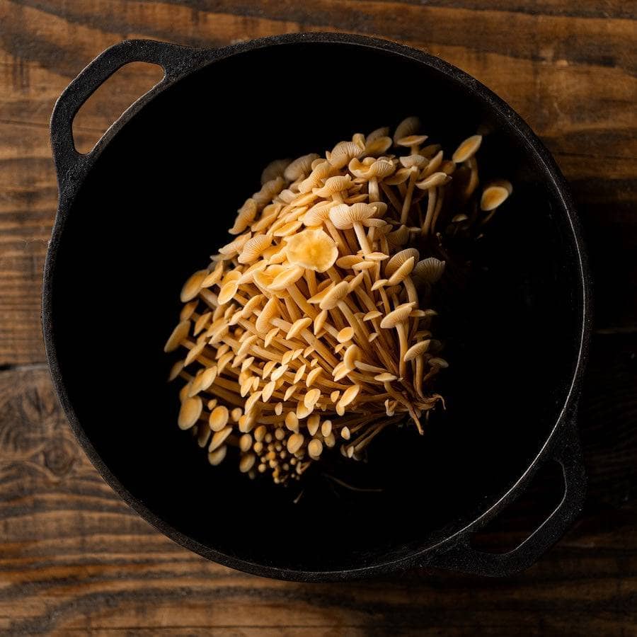 Organic Golden Enoki Mushroom Grow Kit Fruiting Block - Image 5