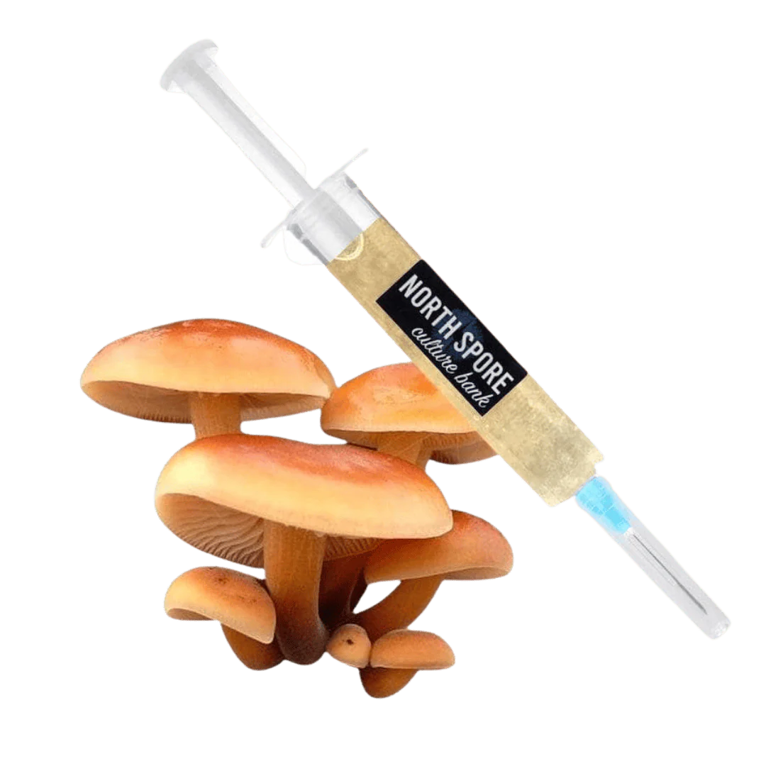 Organic Golden Enoki Mushroom Liquid Culture Syringe