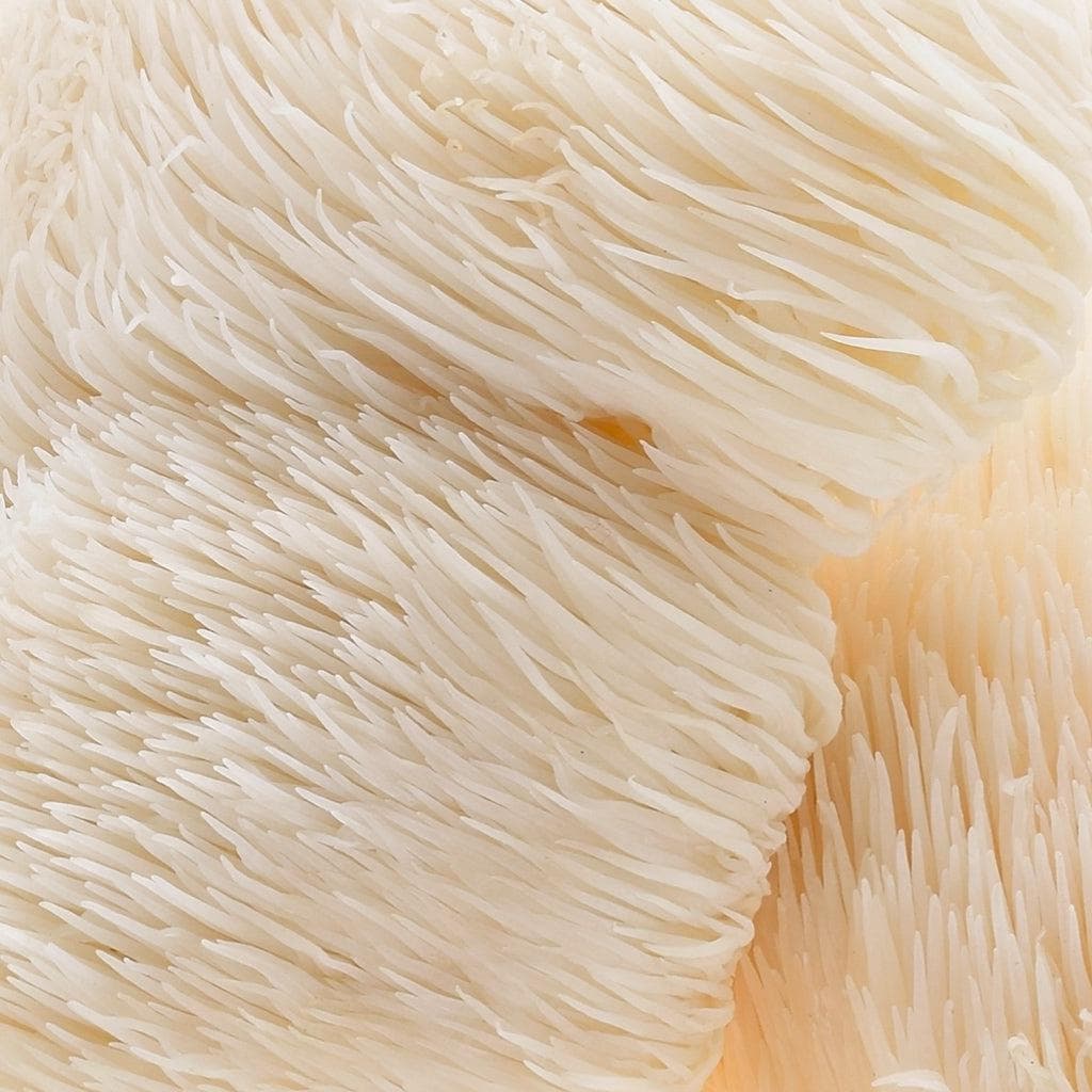 Organic Lion's Mane Mushroom Capsules (120 ct) - Image 3