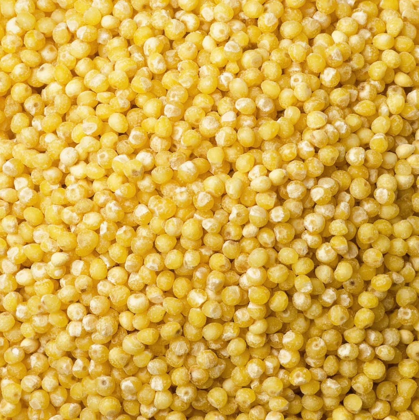 Bulk Organic Millet Grain for Mushroom Cultivation - Image 3