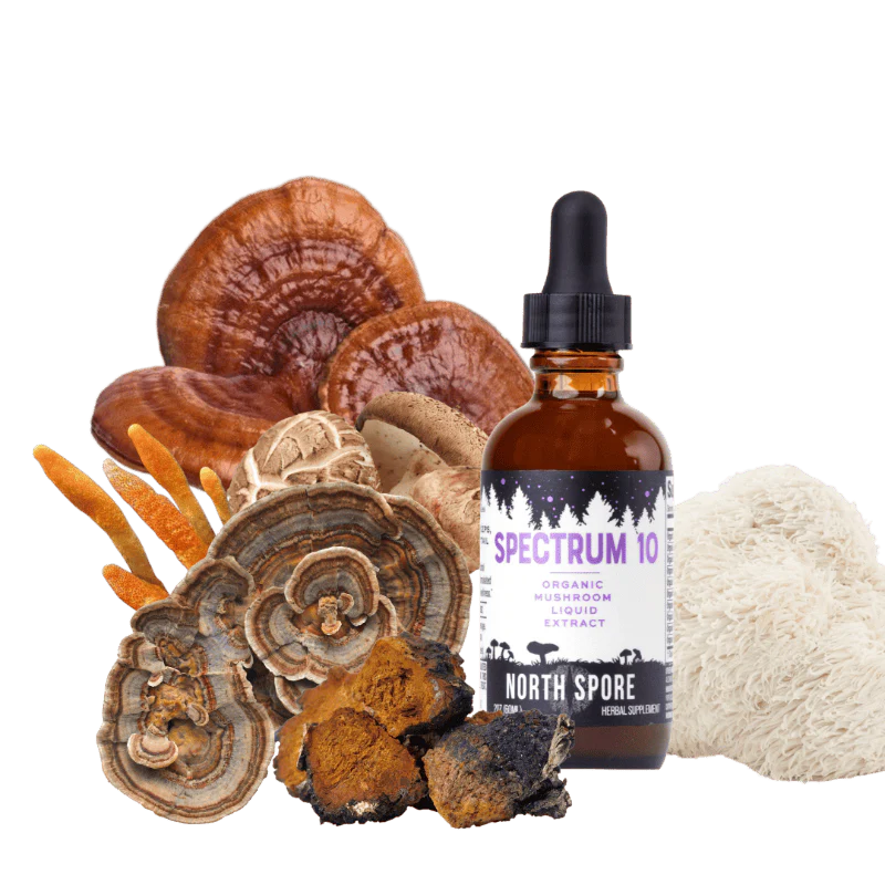 Organic Spectrum 10 Mushroom Blend Tincture - Image 6