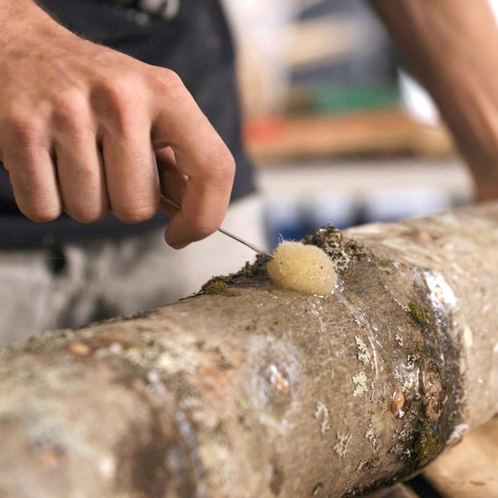 Organic Blue Oyster Mushroom Log Kit - Image 4