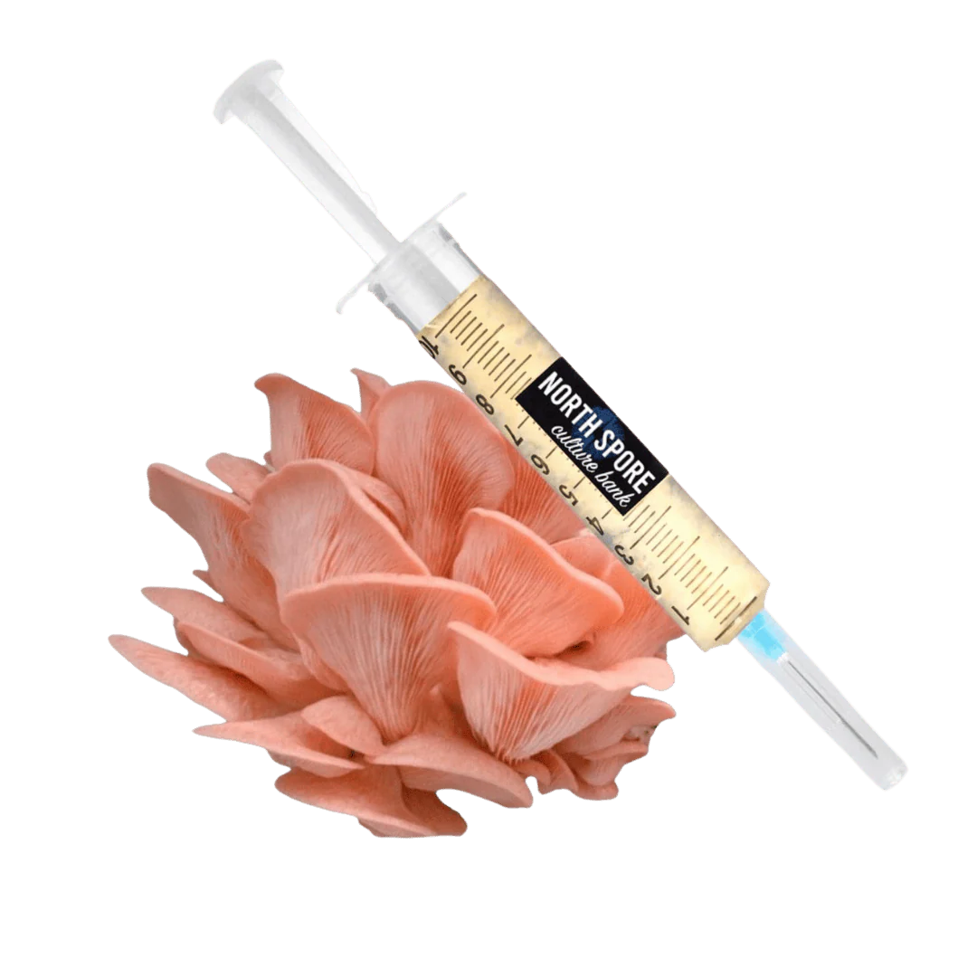 Organic Pink Oyster Mushroom Liquid Culture Syringe