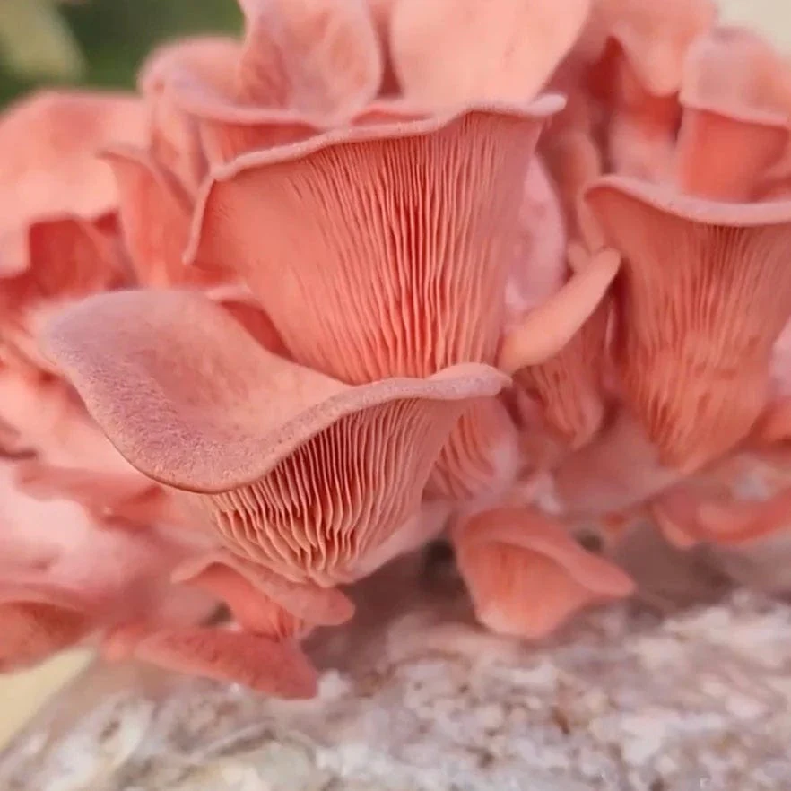 Organic Pink Oyster Mushroom Liquid Culture Syringe - Image 2