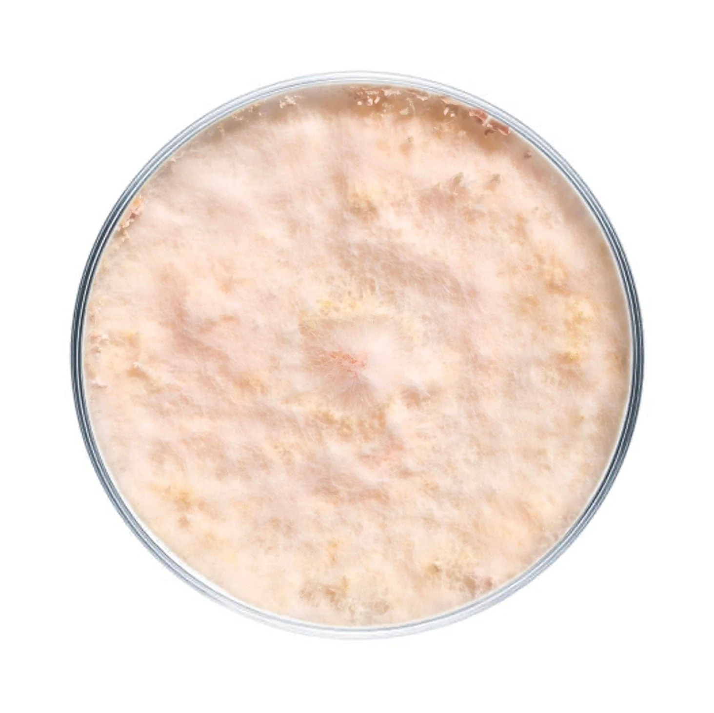 Pink Oyster Mushroom Plate Culture - Image 4