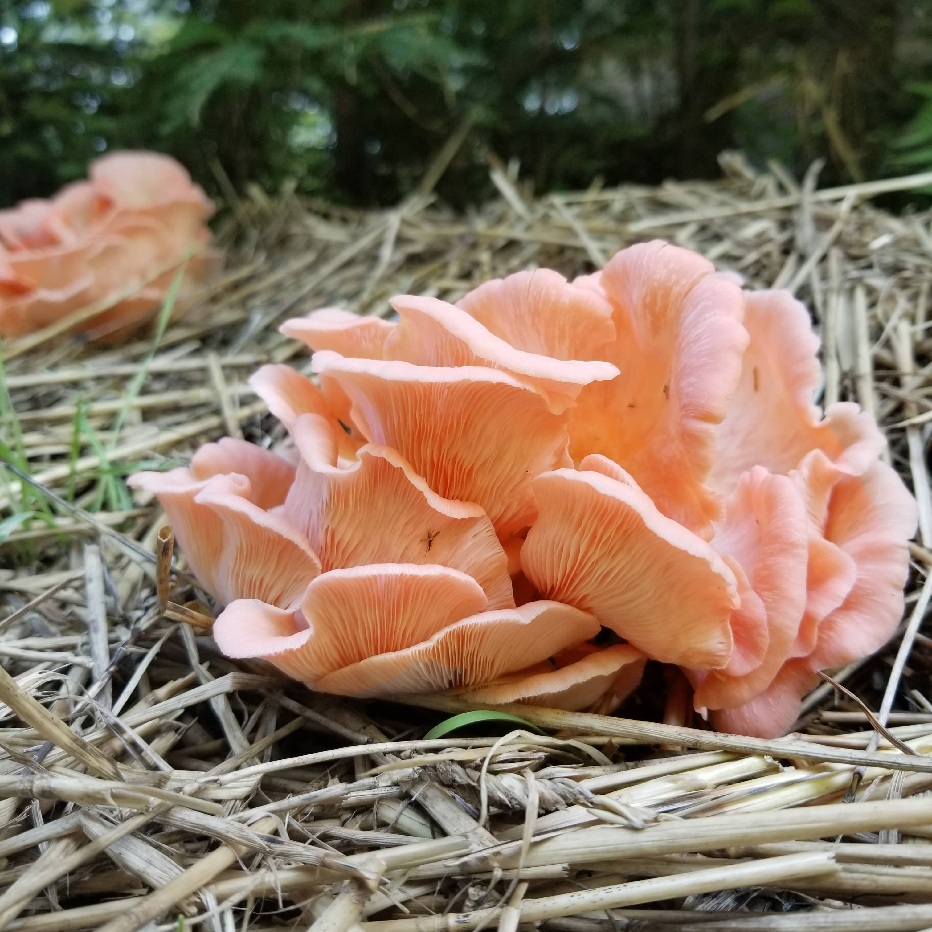 Pink Oyster Mushroom Garden Bed Kit - Image 2