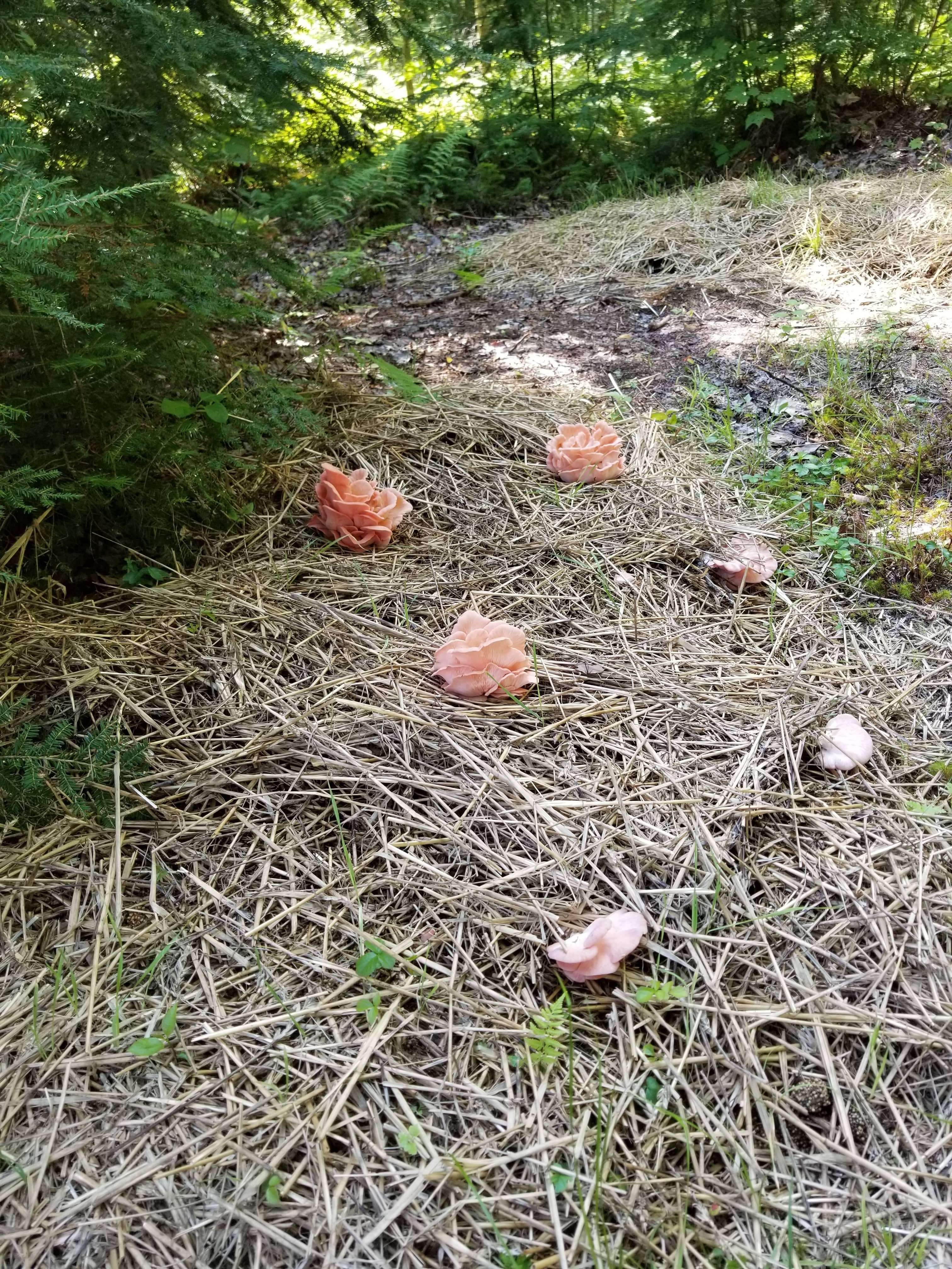 Pink Oyster Mushroom Garden Bed Kit - Image 4