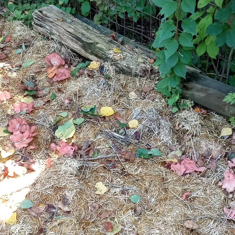 Pink Oyster Mushroom Garden Bed Kit - Image 5