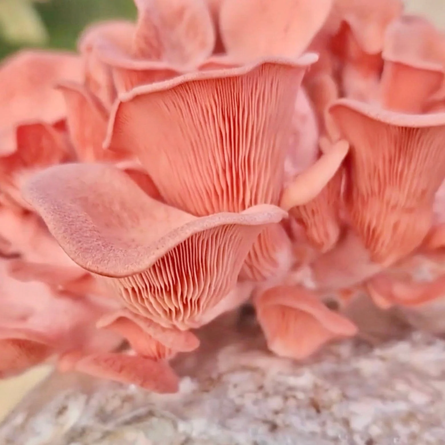 Organic Pink Oyster Mushroom Grain Spawn - Image 5