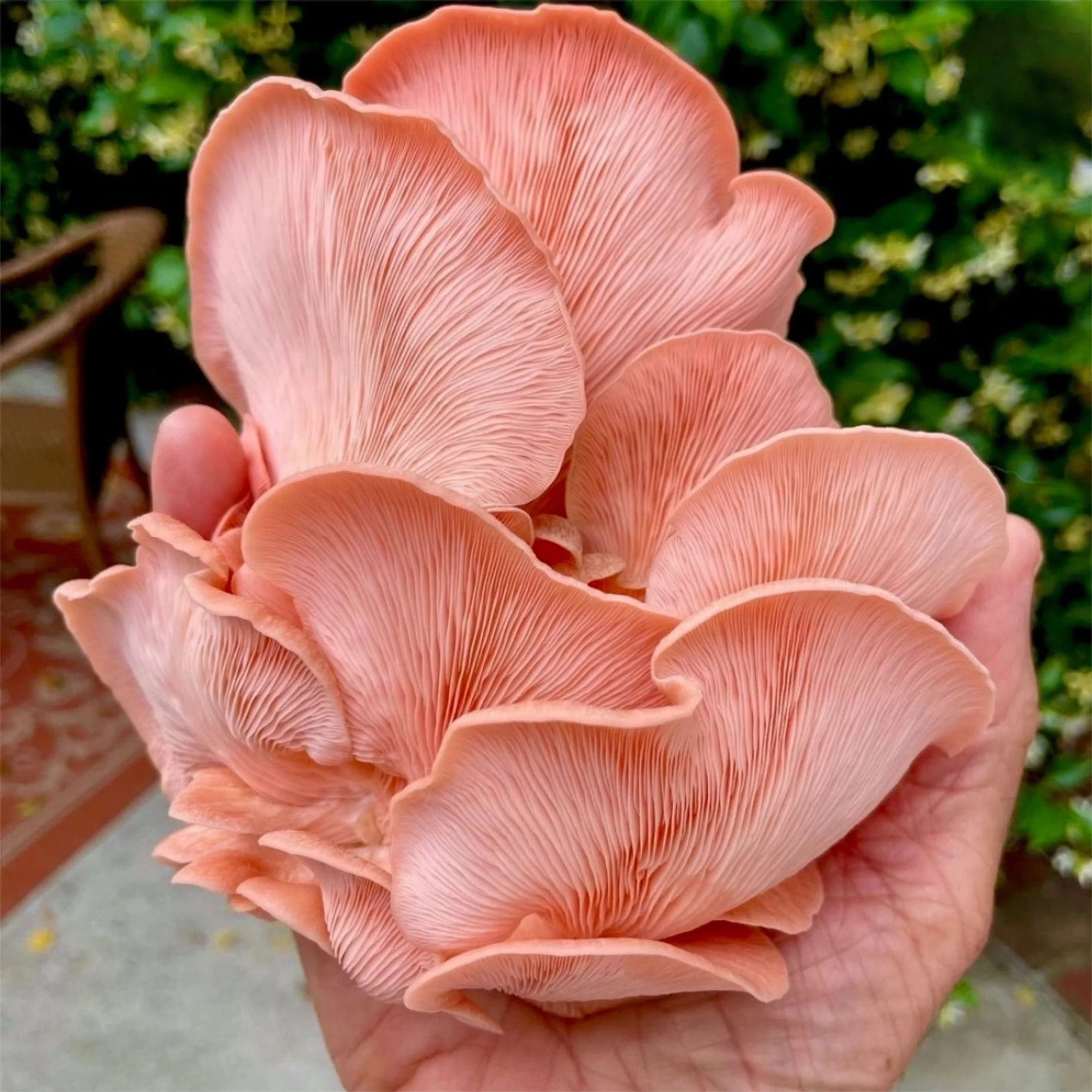 Pink Oyster 'Plant & Grow' Mushroom Starter Block - Image 3