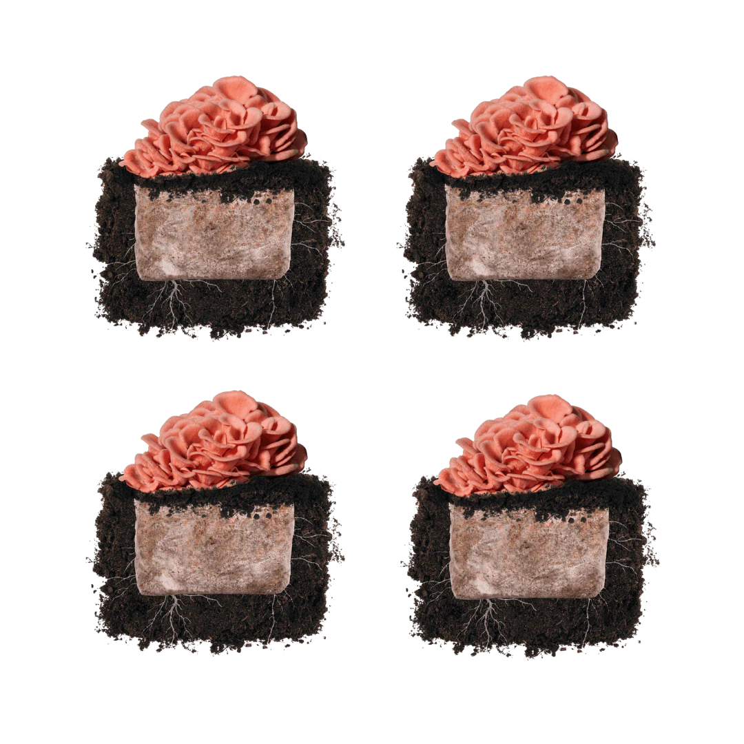 Pink Oyster 'Plant & Grow' Mushroom Starter Block - Image 4