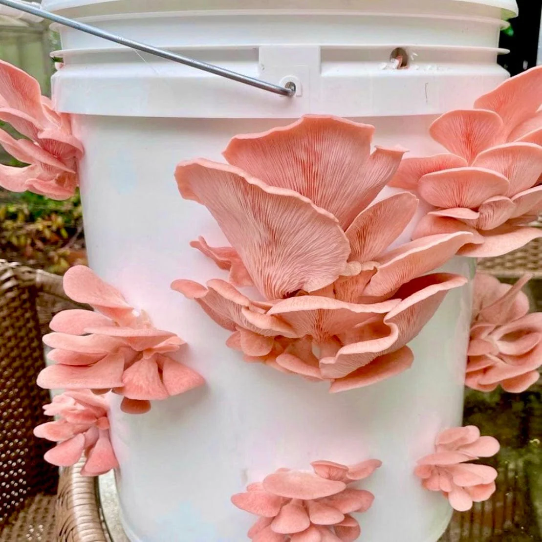 Organic Pink Oyster Mushroom Sawdust Spawn - Image 3