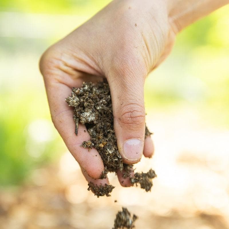 Organic Pink Oyster Mushroom Sawdust Spawn - Image 4