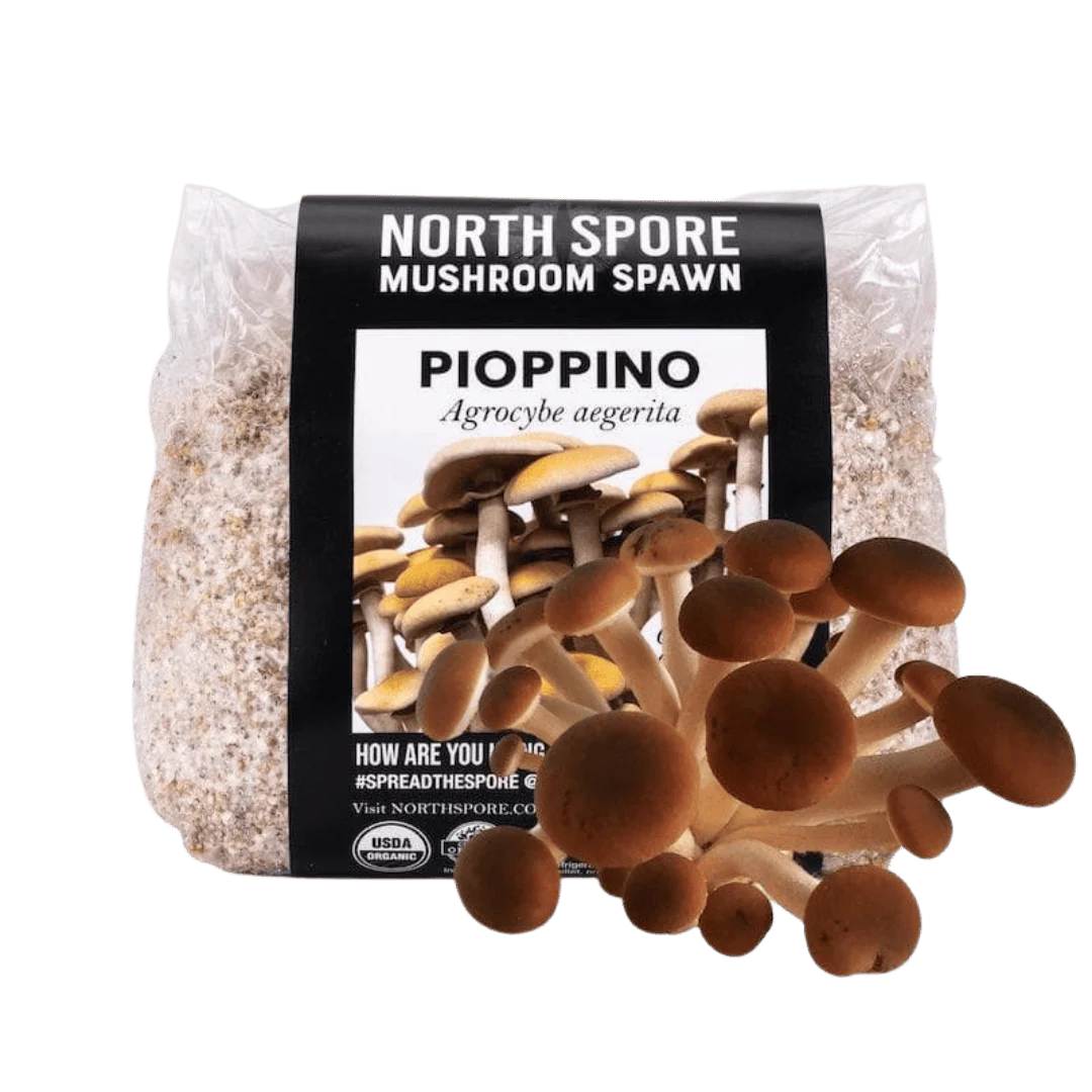 Organic Pioppino Mushroom Grain Spawn