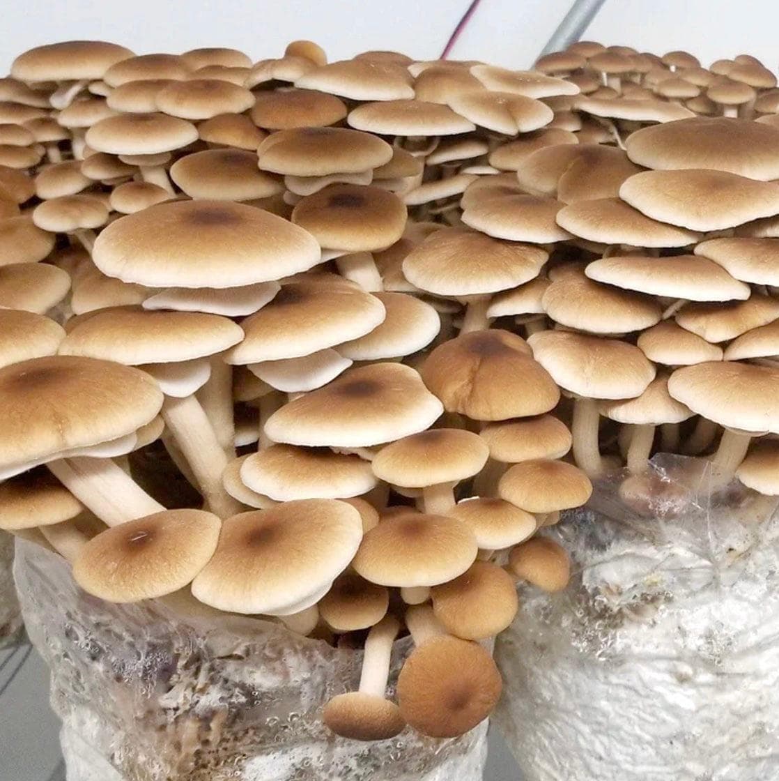 Organic Pioppino Mushroom Grain Spawn - Image 5