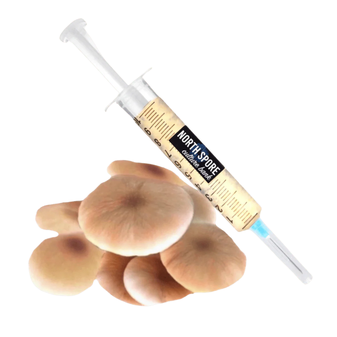 Organic Pioppino Mushroom Liquid Culture Syringe