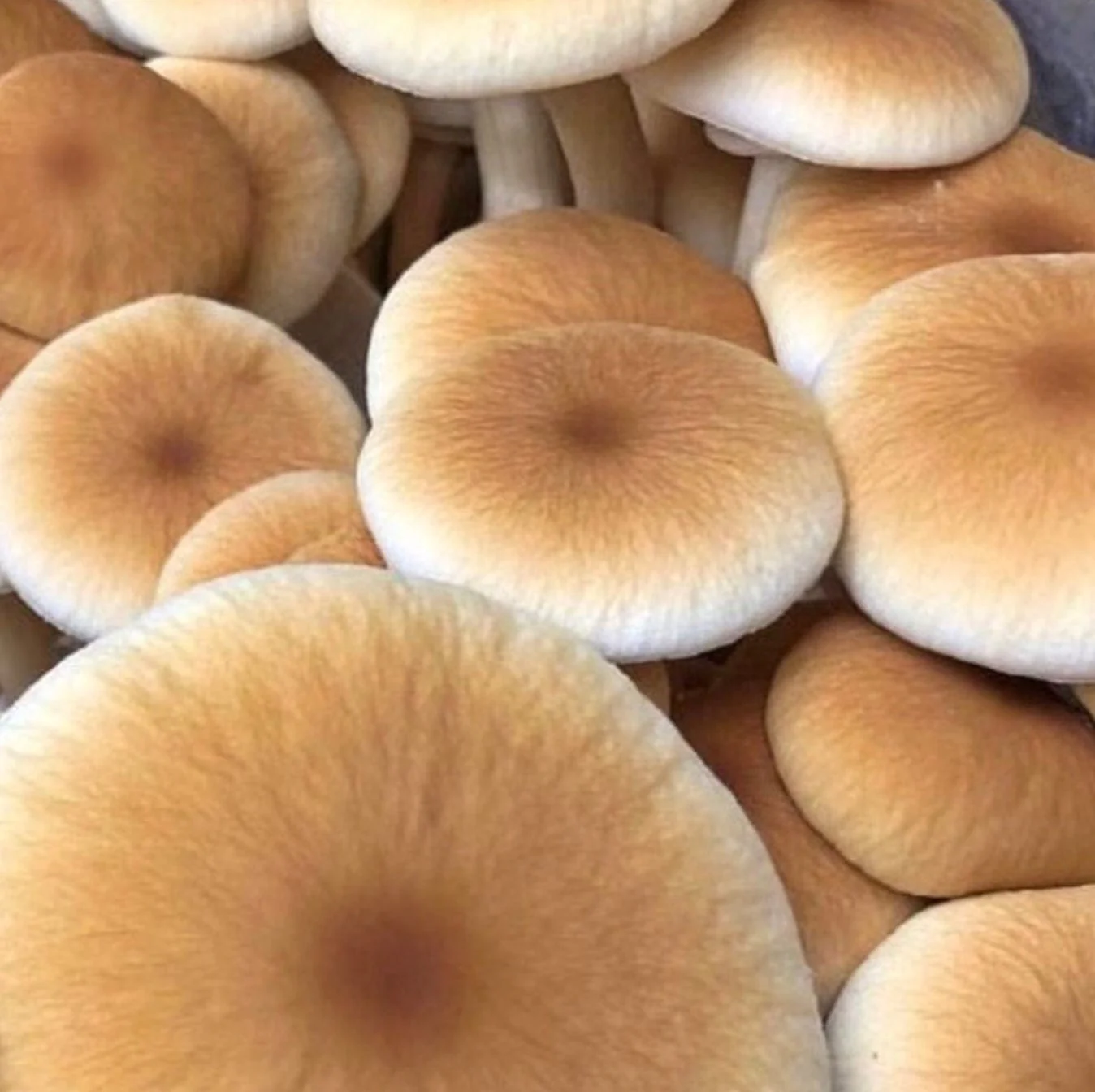 Pioppino Mushroom Plate Culture - Image 2