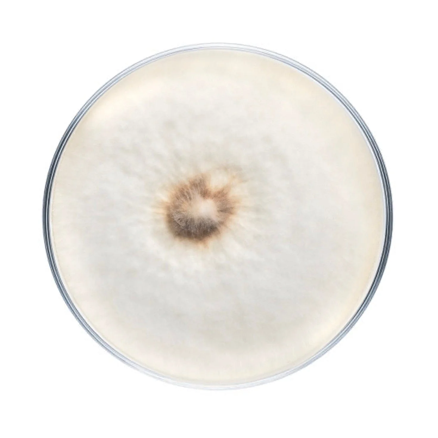 Pioppino Mushroom Plate Culture - Image 6