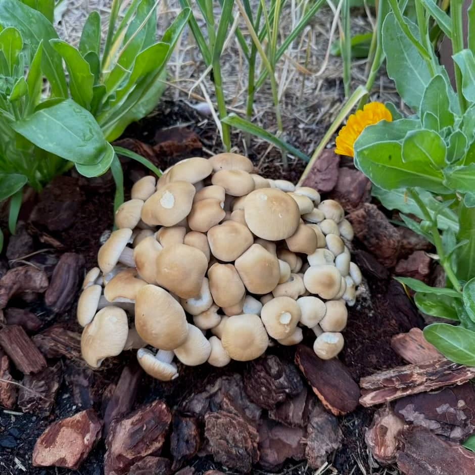 Pioppino 'Plant & Grow' Mushroom Starter Block - Image 3