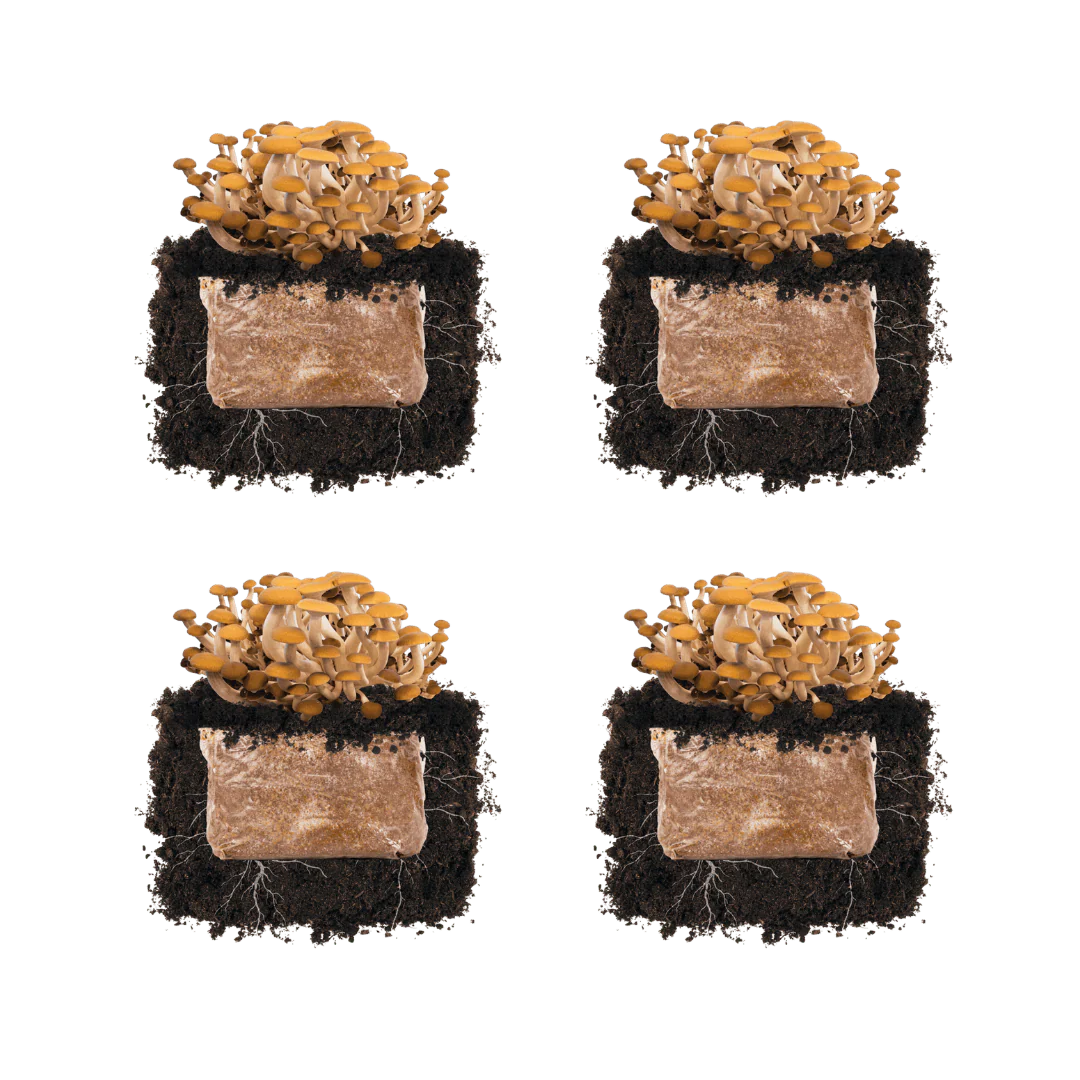 Pioppino 'Plant & Grow' Mushroom Starter Block - Image 4