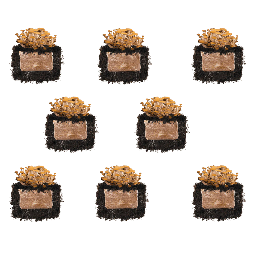 Pioppino 'Plant & Grow' Mushroom Starter Block - Image 5