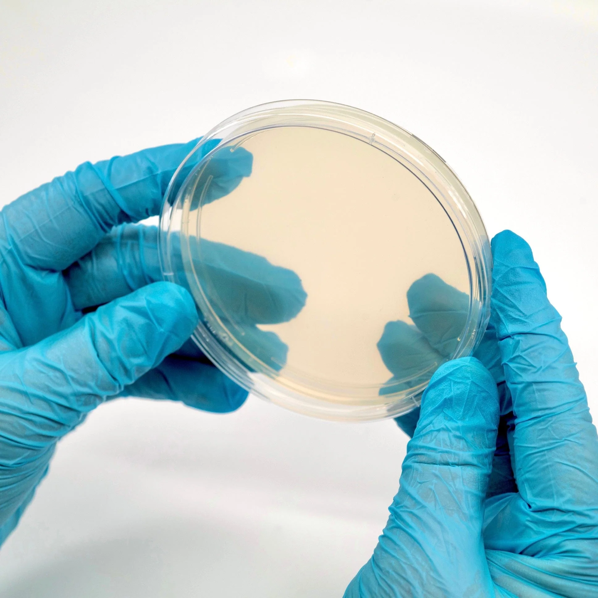 Pre-Poured Sterile Agar Plates - Image 2