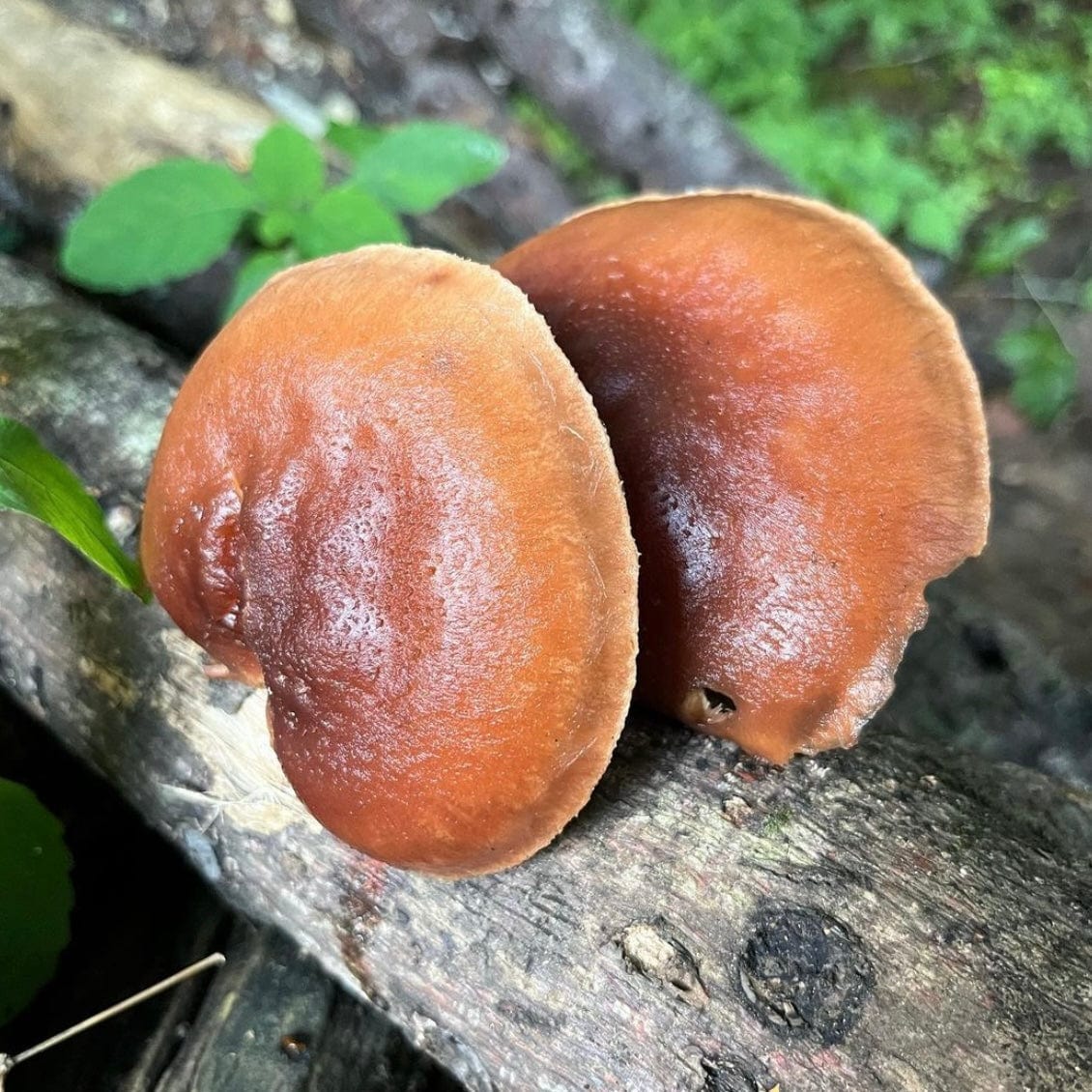 Organic Red Reishi Mushroom Plug Spawn - Image 3