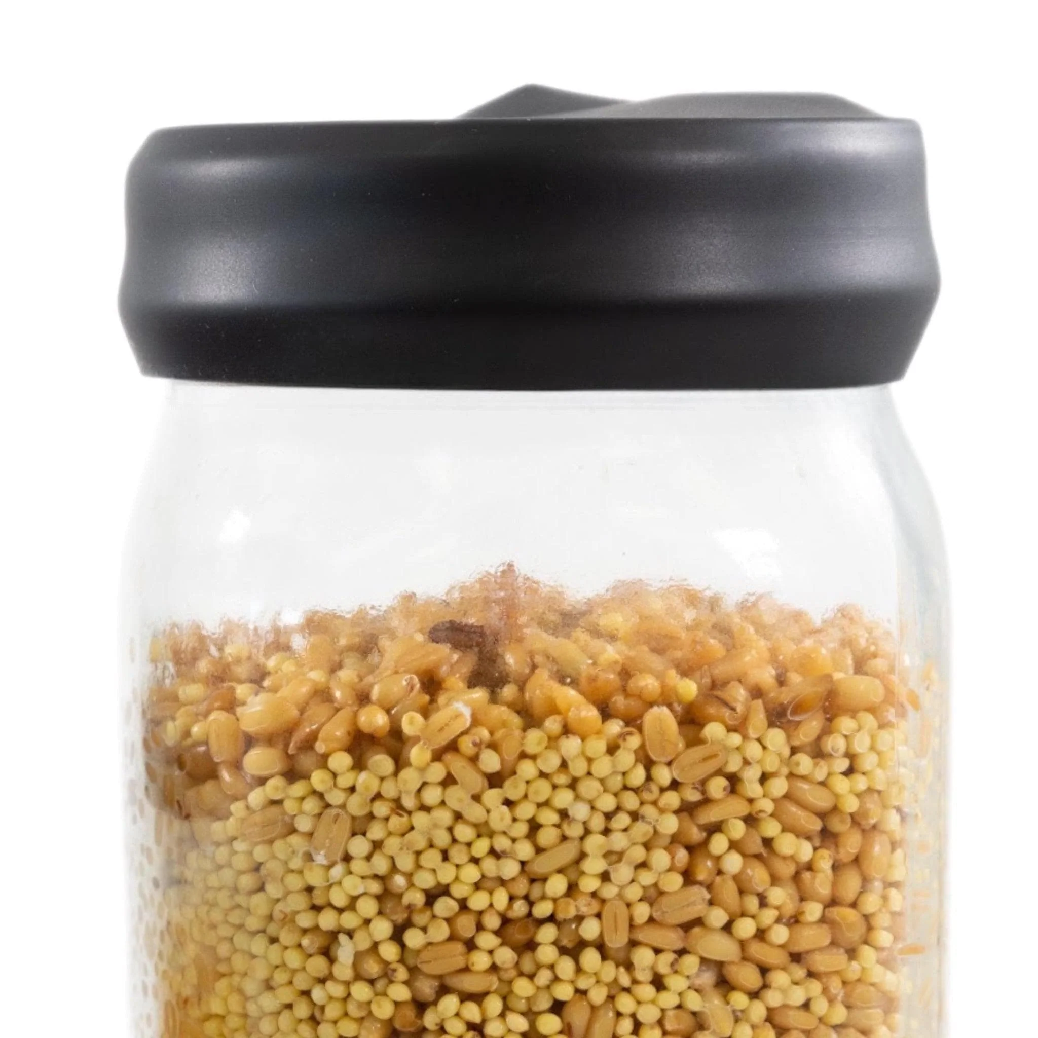'Regular Mouth' Silicone Lid Cover for Mushroom Culture Jars - Image 3