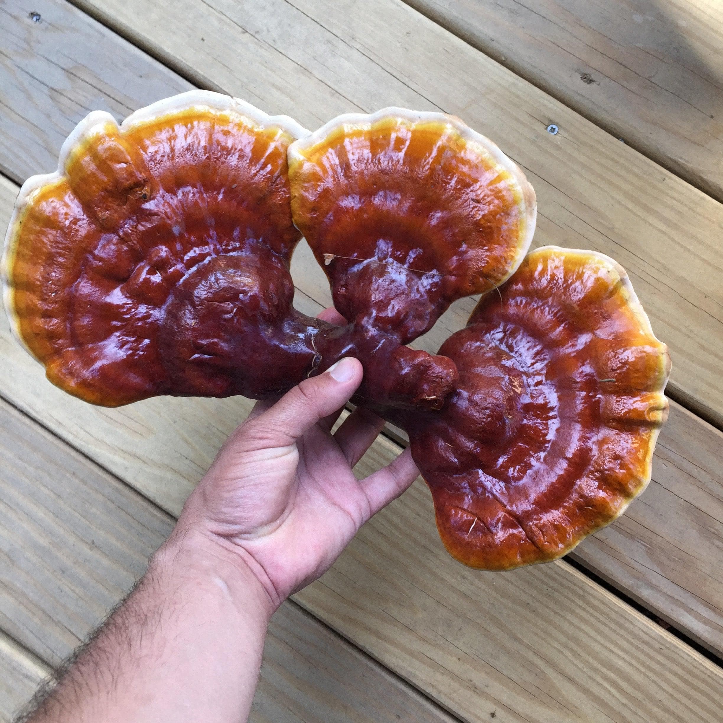 Organic Hemlock Reishi Mushroom Sawdust Spawn - Image 4