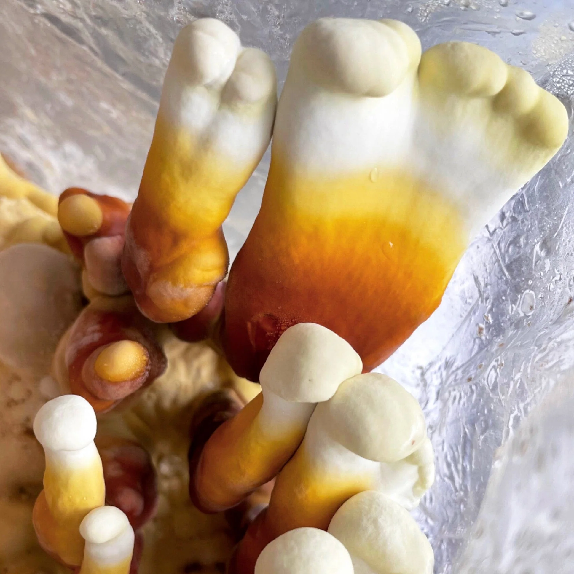 Organic Red Reishi Mushroom Grain Spawn - Image 5