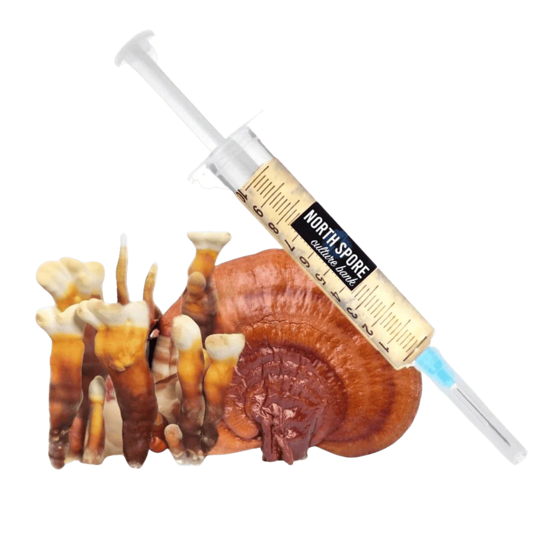 Organic Reishi Mushroom Liquid Culture Syringe