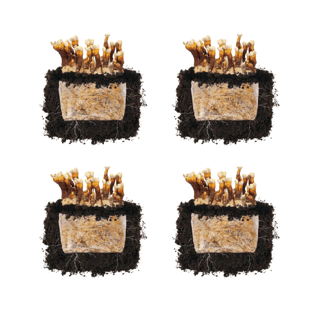 Reishi 'Plant & Grow' Mushroom Starter Block - Image 5