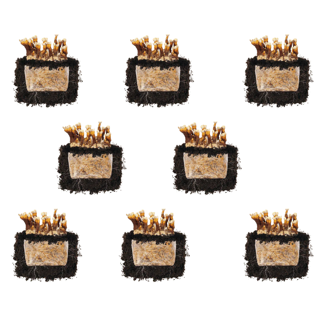 Reishi 'Plant & Grow' Mushroom Starter Block - Image 6