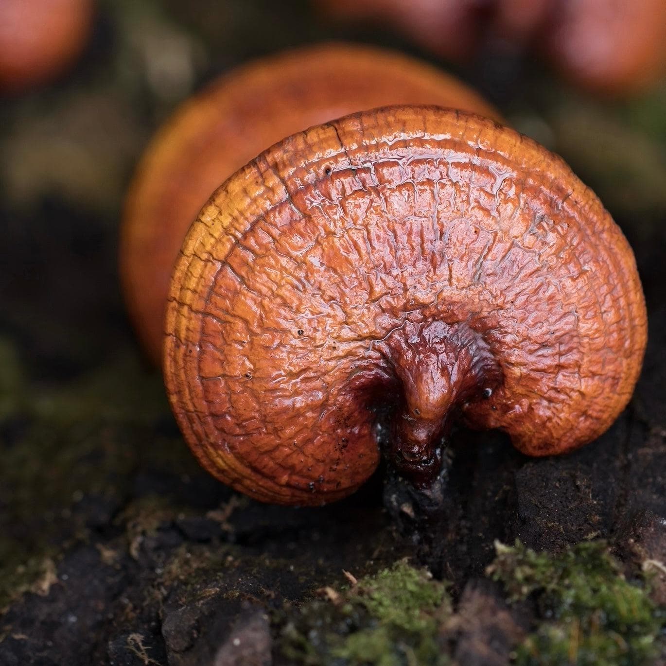 Organic Reishi Mushroom Tincture - Image 5