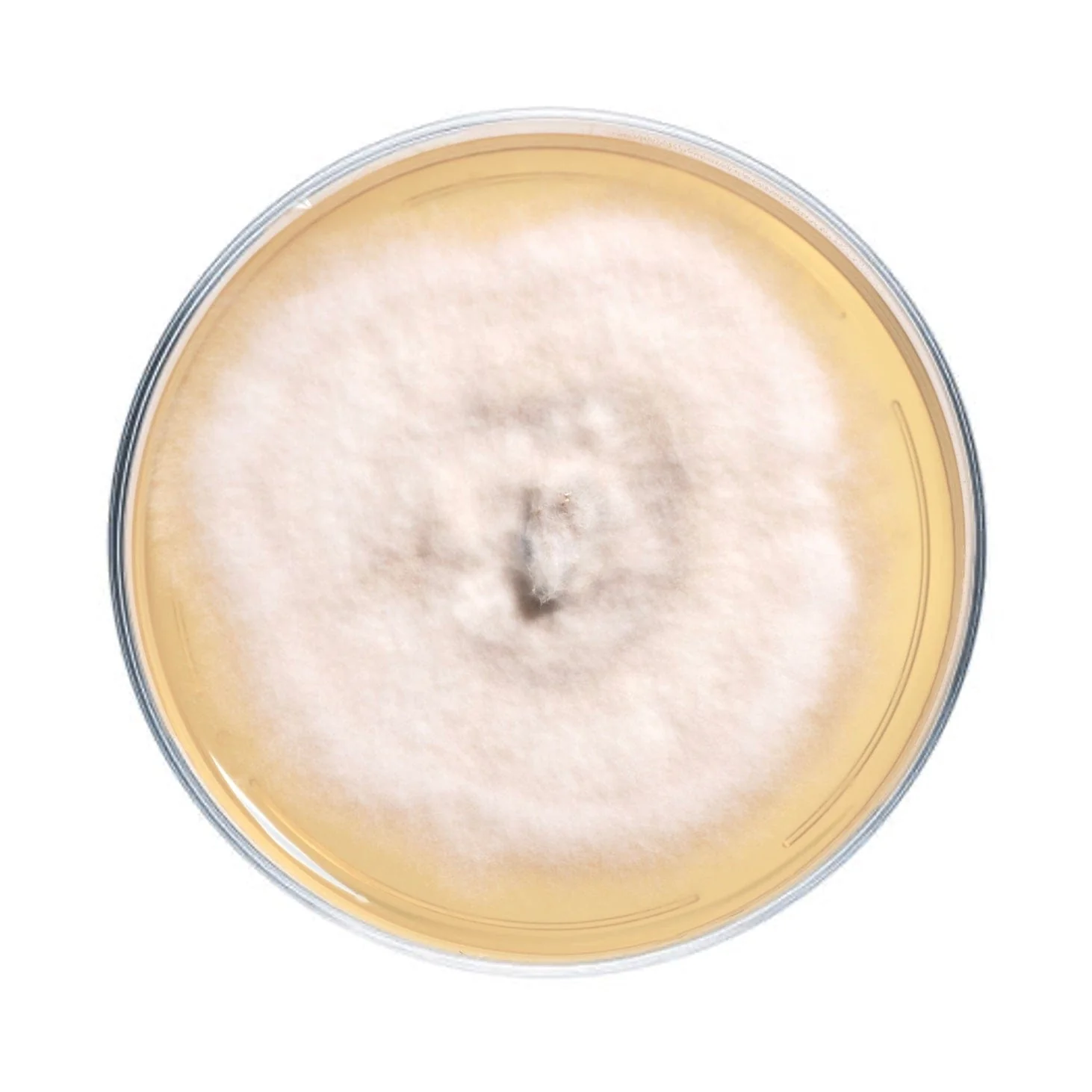 Shaggy Mane Mushroom Plate Culture - Image 4