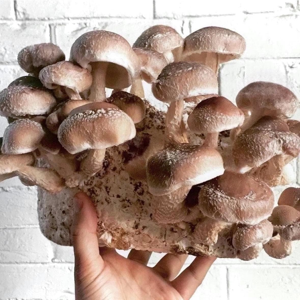 Organic Shiitake Mushroom Grain Spawn - Image 5